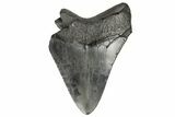 Bargain, Fossil Megalodon Tooth - South Carolina #171161-1